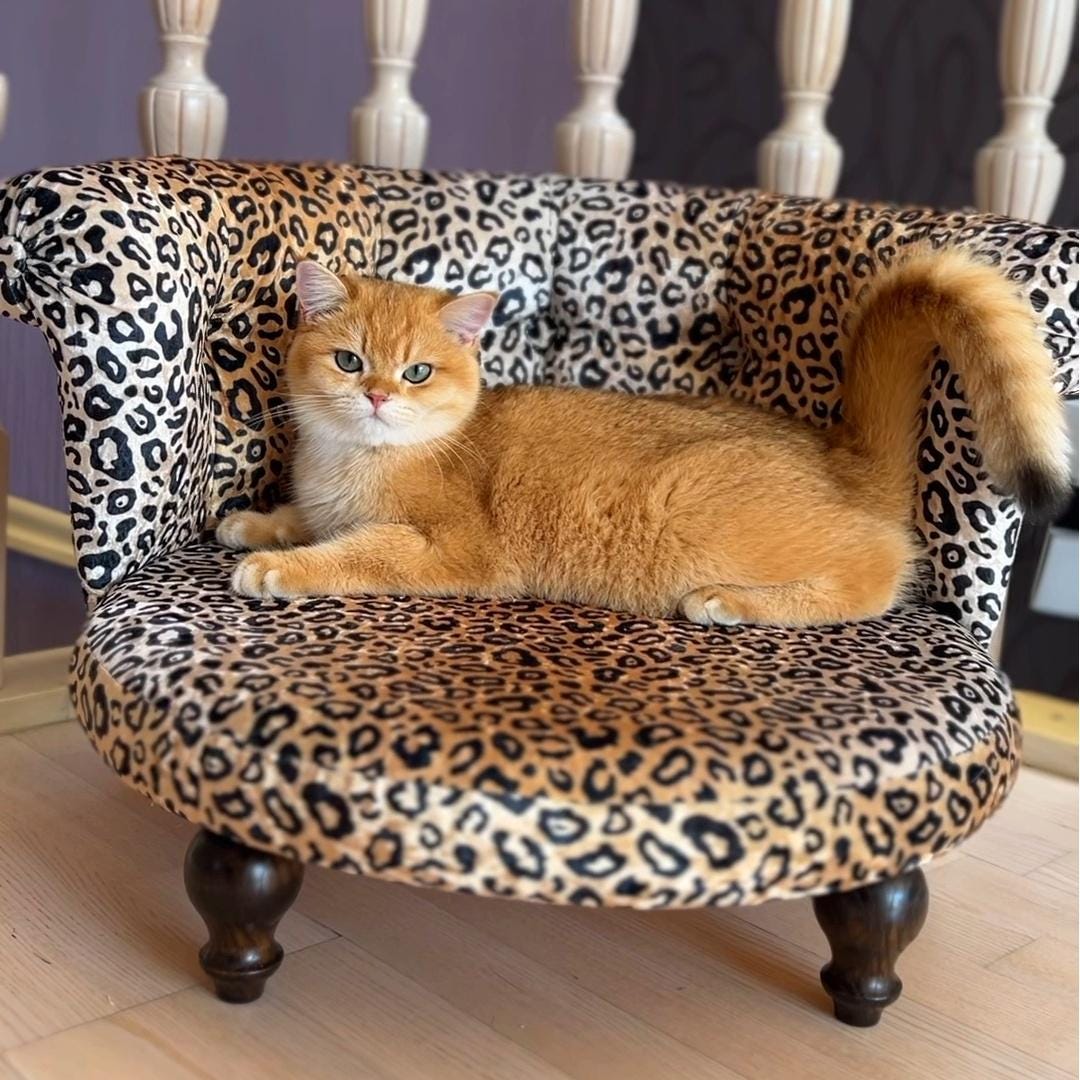 Luxury Cat Etsy Ireland