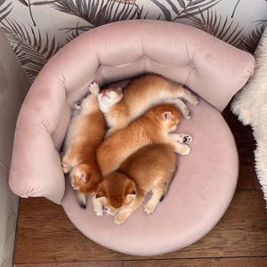 May include: A group of five golden-brown kittens curled up together on a round, pink velvet pet bed. The kittens are sleeping, with their paws and tiny faces visible. The bed has a curved back.