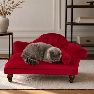 May include: A small, red velvet pet chaise longue with a tufted backrest, a cylindrical bolster pillow, and dark wooden legs. A fluffy grey cat is curled up and sleeping on the centre of the seat cushion of this miniature furniture piece.