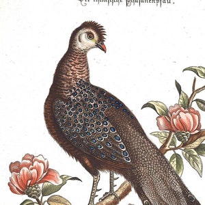 Art Print Vintage Peacock