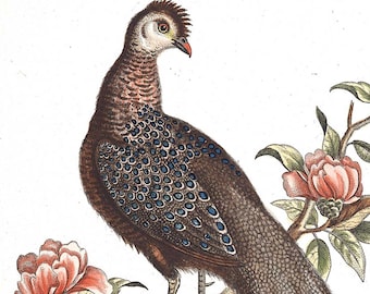 Art Print Vintage Peacock