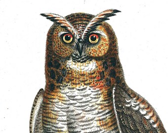 Art Print Le Duc- Vintage Great Horned Owl