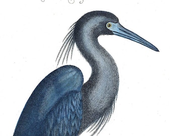 Art Print Vintage Blue Heron