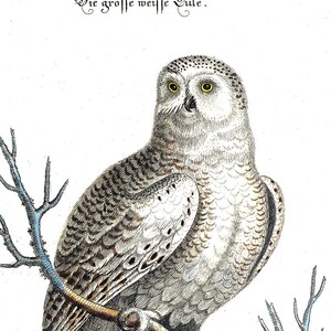 Art Print vintage Snowy White Owl