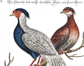 Art Print Vintage Two Pheasants