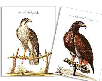 Vintage Eagle & Hawk 6 Card and Envelope Set
