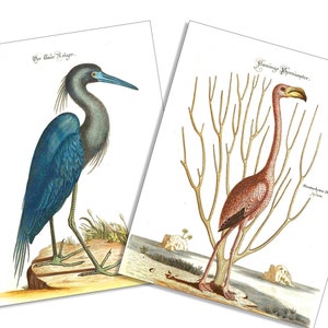 Vintage Flamingo und Blau Reiher-6 Karte und Umschlag Set