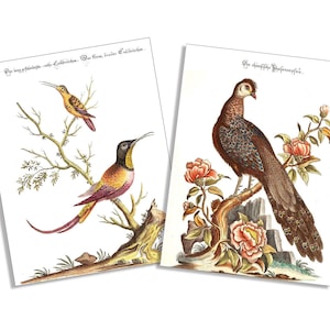 vintage Hummingbird ' Peacock 6 Card and Envelope Set