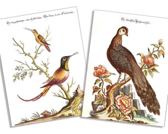 Vintage Hummingbird & Peacock 6 Card and Envelope Set