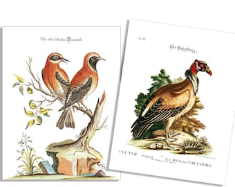 Vintage Vulture & Red Birds 6 Card and Envelope Set