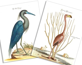 Vintage Flamingo and Blue Heron-6 Card and Envelope Set