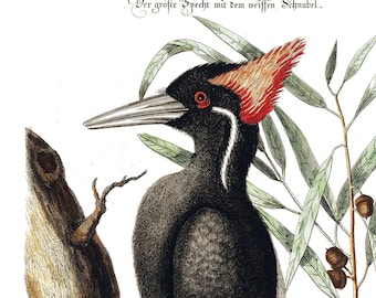 Art Print Vintage Ivory-Billed Woodpecker
