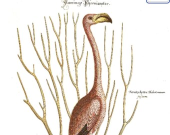 Art Print Vintage Flamingo