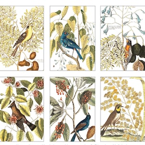 Vintage Birds Postcard Set of 6-BIGGER SIZE!