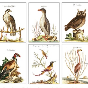 vintage Bird Portraits 6 Cartes - Enveloppes Set A