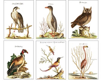 Vintage Bird Portraits 6 Cards & Envelopes Set A