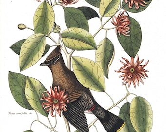 Art Print Vintage Red Chatterer Bird
