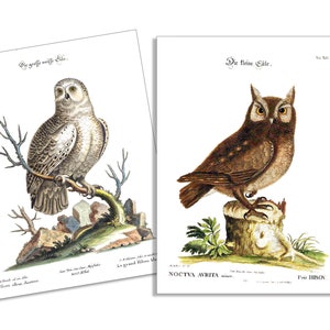 Vintage Owls-6 Card & Envelope Set