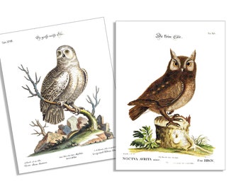 Vintage Owls-6 Card & Envelope Set