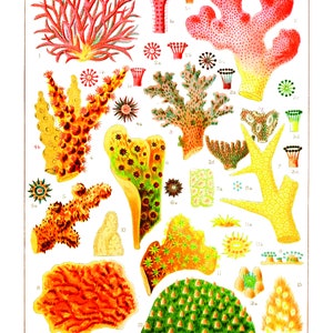 Impression d’art vintage Récif de corail océanique