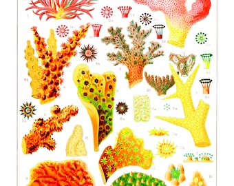 Art Print Vintage Oceanic Coral Reef