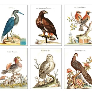 Lot de 6 cartes et enveloppes Portraits d'oiseaux vintage B