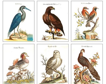 Vintage Bird Portraits-6 Cards & Envelopes Set B
