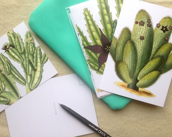 Vintage Stapelia Succulents Postcard Set of 8!