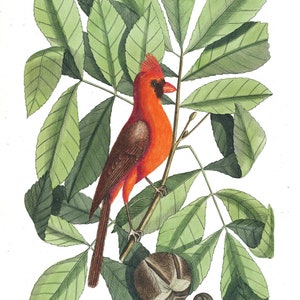 Art Print vintage Red Cardinal par Catesby