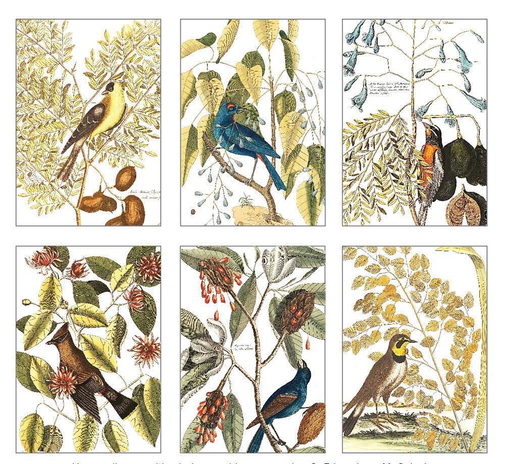 Vintage Birds Postcard Set of 6-BIGGER SIZE!