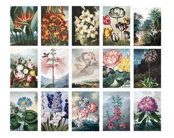 Temple of Flora Vintage Botanical Postcards- Set of 15 (Expanded Collection!)