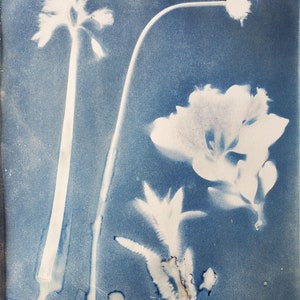 California flowers: original cyanotype