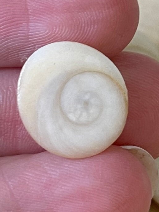 Shiva Eye Shell, Natural Seashell, Lacquered, 10-15 Mm. - Etsy