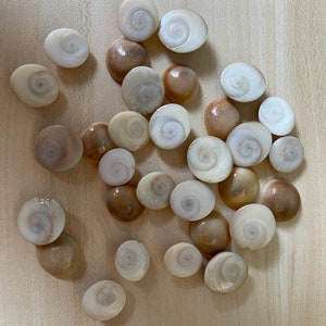 Shiva Eye Shell, natural seashell, lacquered, 10-15 mm.