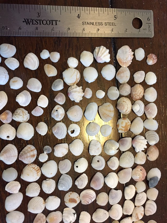 Small Sea Shells, Craft Shells, Beach Decor, Super Tiny Seashells, 1 Cm ...