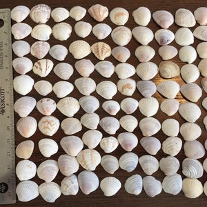 Small Sea Shells, Craft Shells, Beach Decor, Tiny Seashells, 1.5 to 2 cm