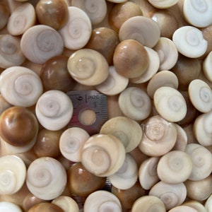 May include: A collection of small, round, white and brown seashells with a spiral pattern. The shells are about 1 inch in diameter and are arranged in a random pattern.