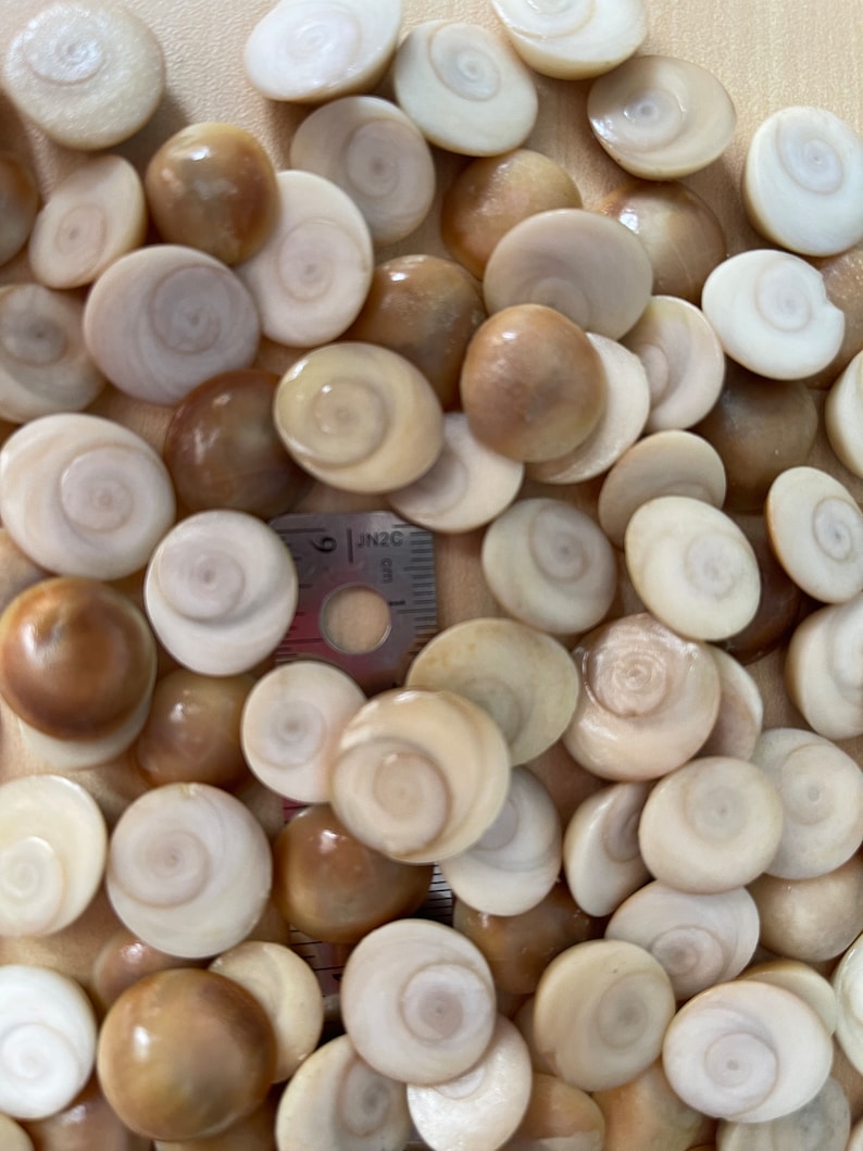 Shiva Eye Shell, Natural Seashell, Lacquered, 15-20 Mm. - Etsy