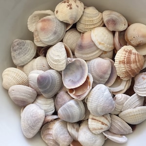 Small Sea Shells, Craft Shells, Beach Decor, Tiny Seashells, 2cm