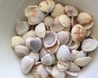 May include: A white bowl filled with a variety of seashells in shades of white, brown, and beige. The shells are of different sizes and shapes, some with intricate patterns.