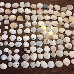 Small Sea Shells, Craft Shells, Beach Decor, Super Tiny Seashells, 1 cm to mega tiny