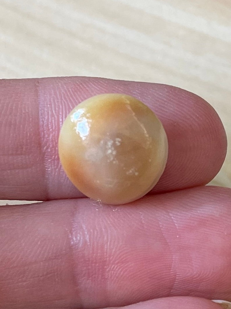 Shiva Eye Shell, Natural Seashell, Lacquered, 10-15 Mm. - Etsy