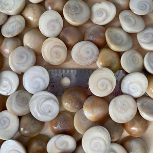 May include: A collection of white and brown seashells with a spiral pattern. The shells are arranged in a random pattern on a light brown surface. A ruler is visible in the image, with markings in inches and centimeters.