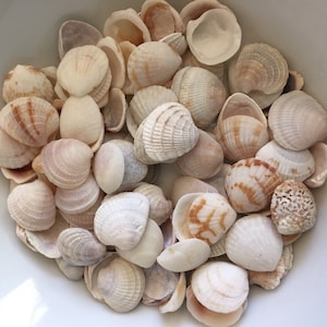 Small Sea Shells, Craft Shells, Beach Decor, Tiny Seashells, 1.0-1.5 cm