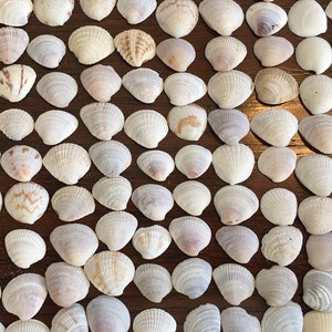 Small Sea Shells, Craft Shells, Beach Decor, Tiny Seashells, 2.5-3 cm