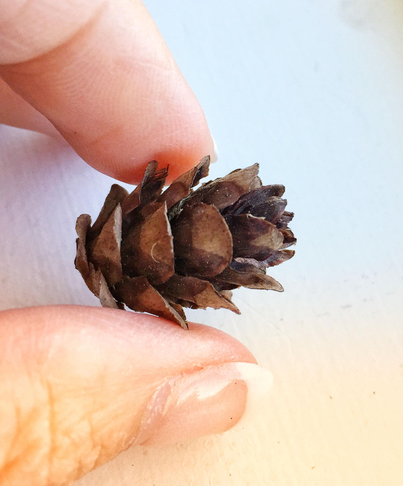 100 Mini Pine Cones 100% Natural 3cm to 5 Cm 