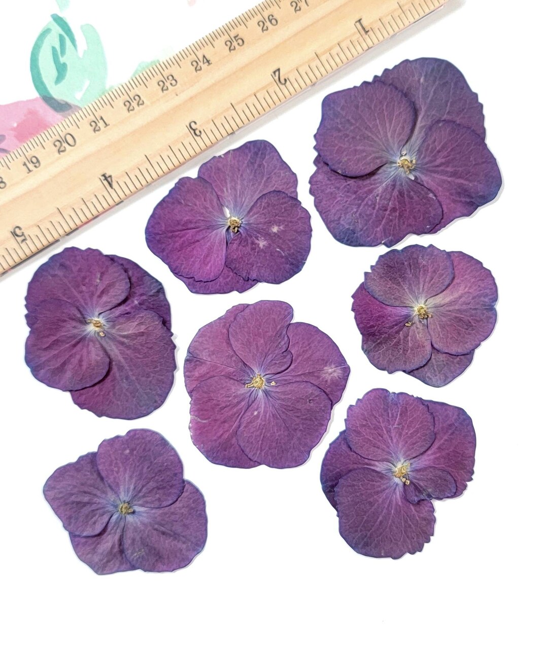 Pressed Hydrangeas Hydrangeas Pressed Flowers Pressed Wedding Flowers Resin Flowers Craft