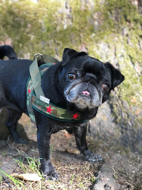 makeshift dog harness