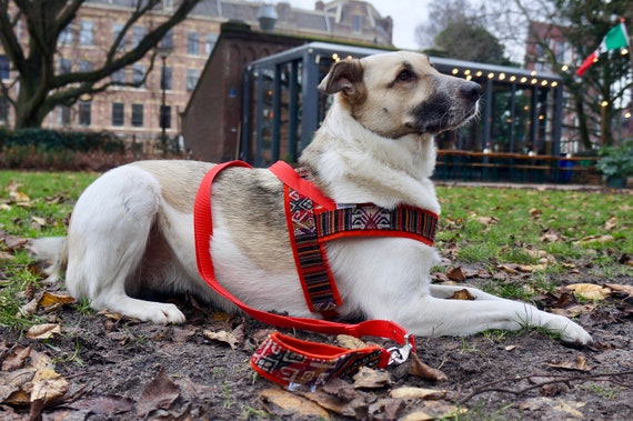 Easy on and off dog harness hotsell
