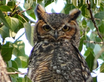 Zen, Great Horned Owl, Raptor, Wildlife Photography, Bird, Tree, Leaves, Summer, Colorado - Fine Art Photograph
